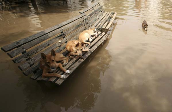  Dogs sit on a bench in a flood