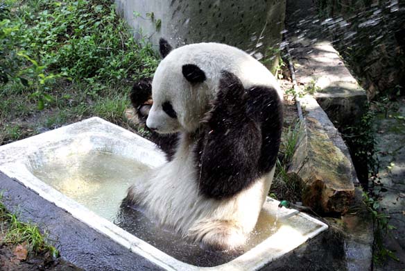 panda taking a bath