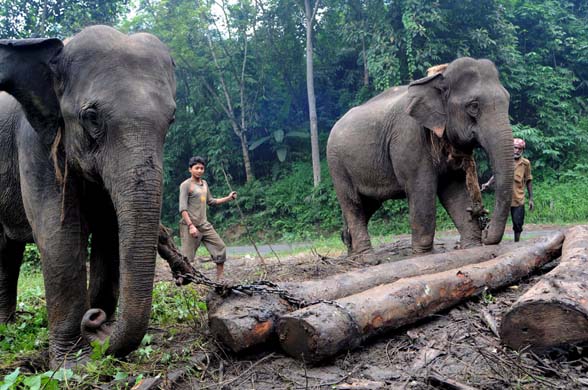 Elephants illegally logging timbers