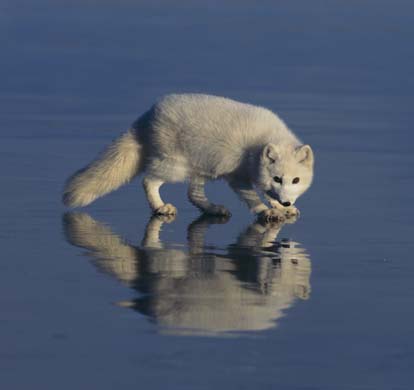 arctic fox