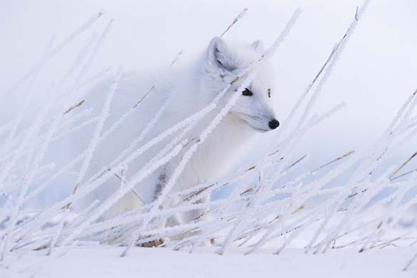 arctic fox