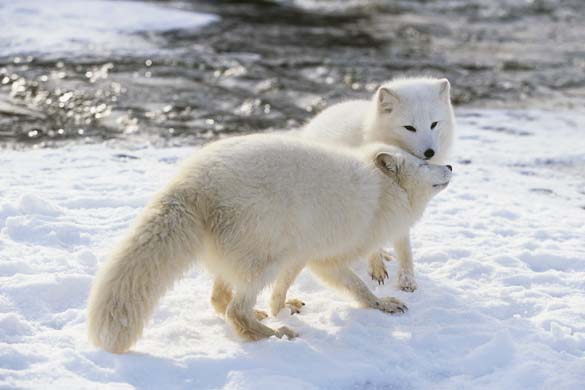 arctic fox