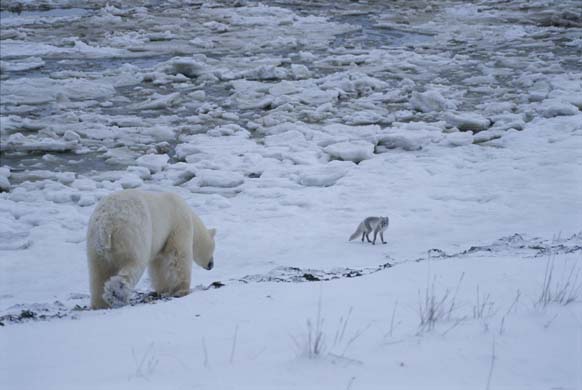 arctic fox