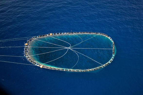 Mediterranean Sea: A bluefin tuna cage being towed by the Vito Manciaracina, an Italian registered trawler