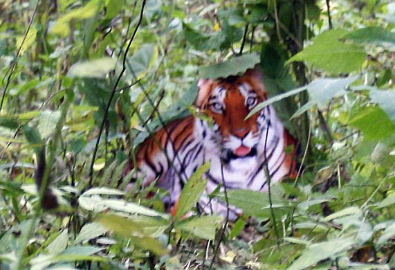 A fake photo purporting to show a South China tiger in the wild