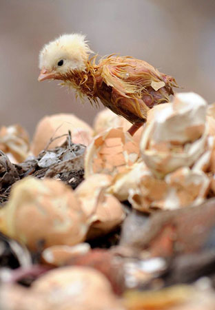 Guwahati city, India: A baby chick comes out from an egg at a garbage dumping site