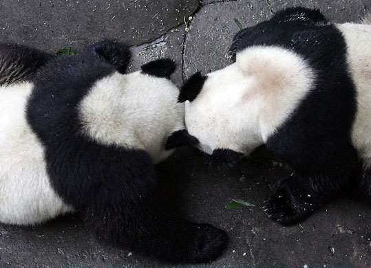 Wuhan, China: Two giant pandas play at the zoo