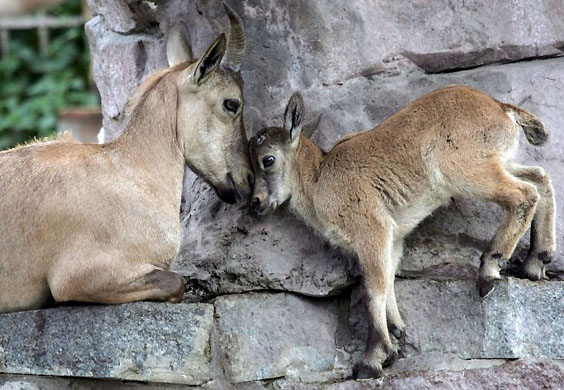 Moscow, Russia: A Dagestan ibex plays with its mother