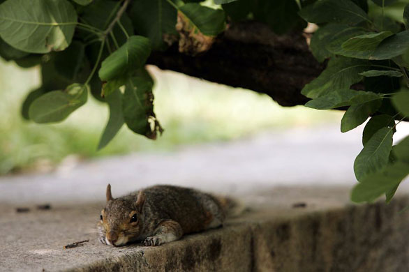 Washington, US: A squirrel rests in the shade