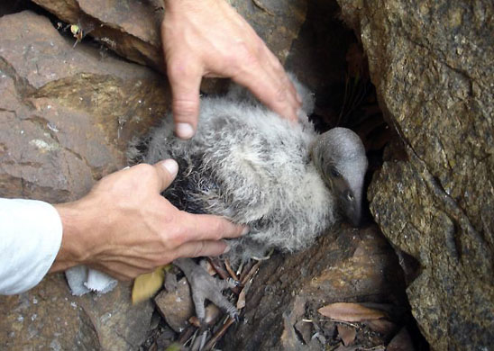 California, US: An endangered condor chick