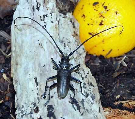 A capricorn beetle thought to have been extinct in the UK since the early 18th Century