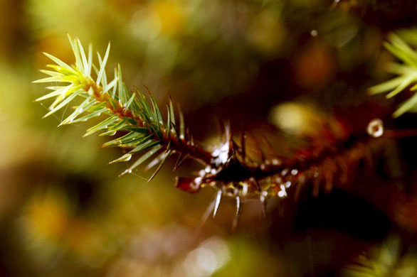 Los Quetzales, Costa Rica: Vegetation at the new national park of 4,111 acres which was inaugurated by the National Government