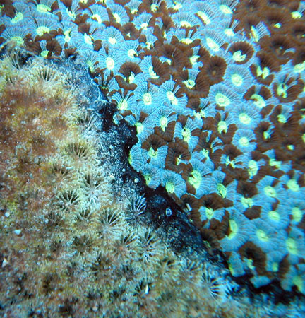 Great Barrier Reef, Australia