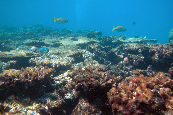 Severely degraded reef flat at Kelso Reef, Great Barrier Reef, Australia