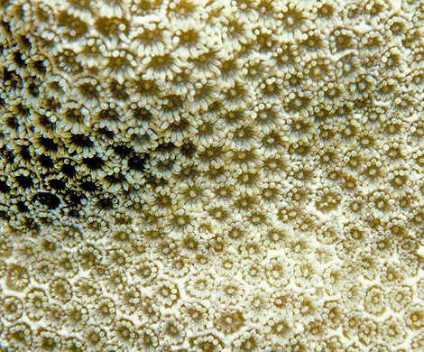 A close up image of Porites pukoensis