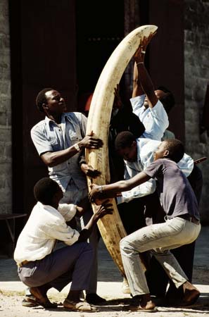 Men with  Elephant Tusk 
