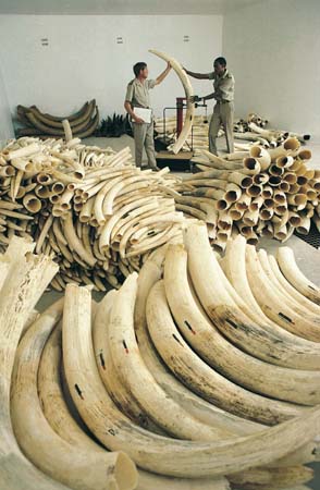 Storeroom of ivory 