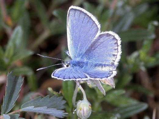 A rare silver-studded blue butterfly