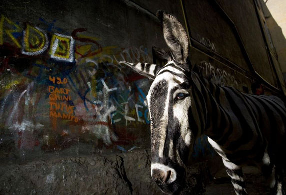 Tijuana, Mexico: A painted donkey named Ruben, known as a 'Mexican Zebra'