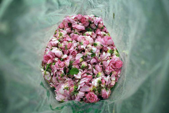 Tarnichene, Bulgaria: Rose blossom in a plastic bag on a rose field