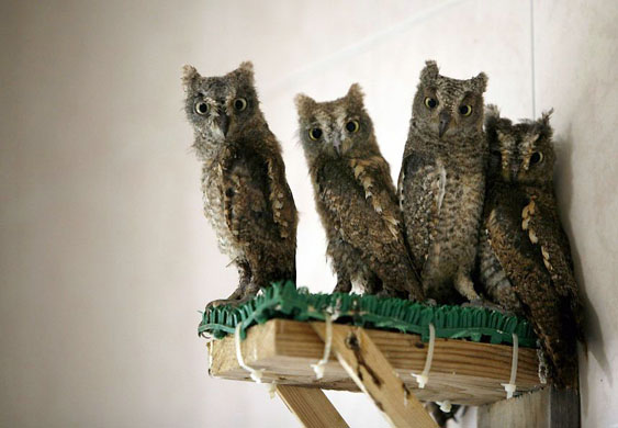 Beijing, China: Owls sit in their enclosure at the Raptor Rescue Centre