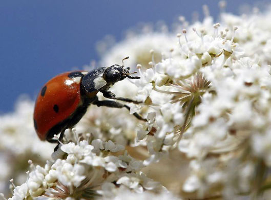 Roseburg, US: A ladybird walks on Queen Anne's lace wildflowers