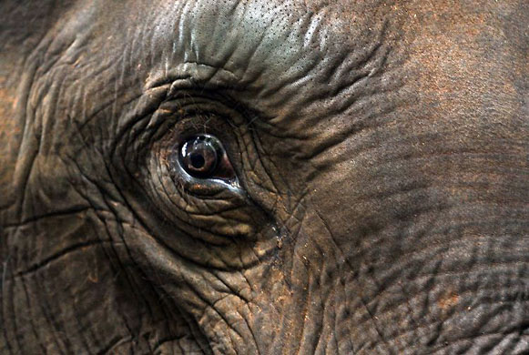 Udawalawe National Park, Sri Lanka: A baby elephant stands on a truck transporting it from an elephant transit home