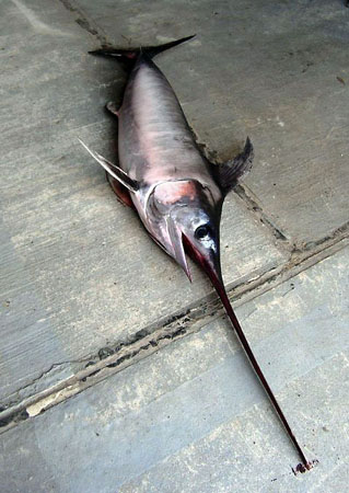 Zingst, Germany: A 2.20 meters long swordfish was found on the beach