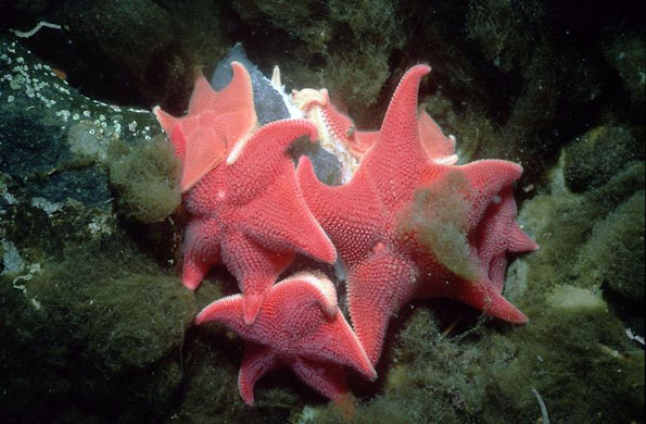 South Cove, Antarctica: A group of cushion stars (Odontaster validus) feeding on seal feces