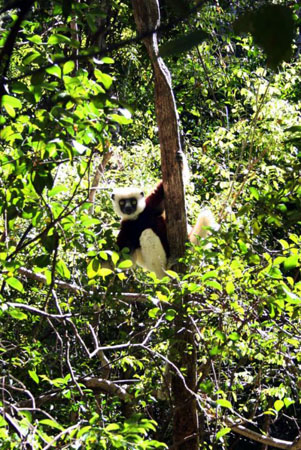 Ankafarantsika national park, Madagascar: A coquerel sifaka, an endangered Lemur named for its distinctive alarm call