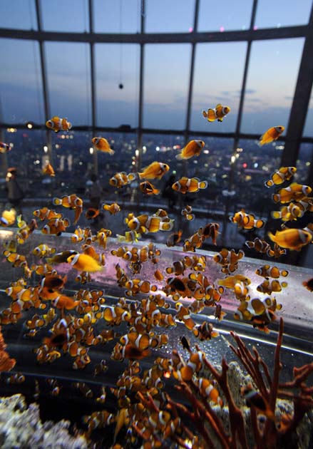 Tropical fish in an aquarium