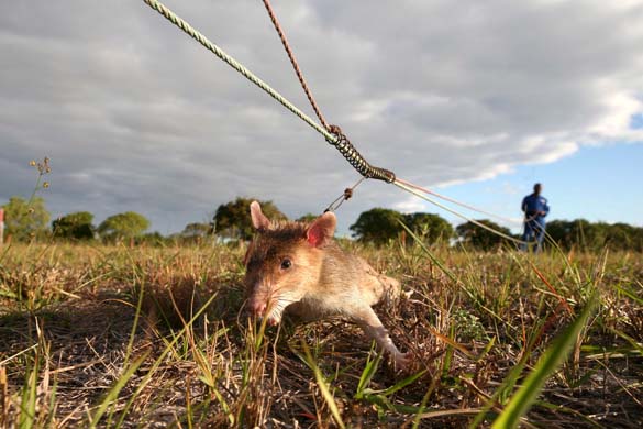 A sniffer rat at work