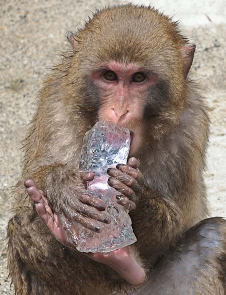 Macaque monkey with ice