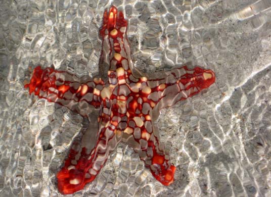 A starfish on a beach in Kenya