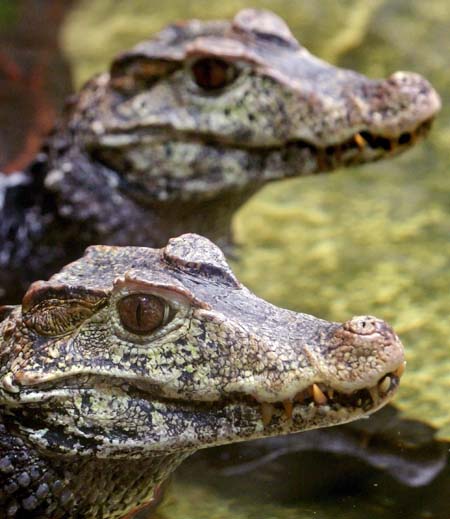 Caimans at Landau Zoo