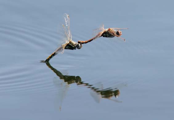 Dragonflies mate over a pond