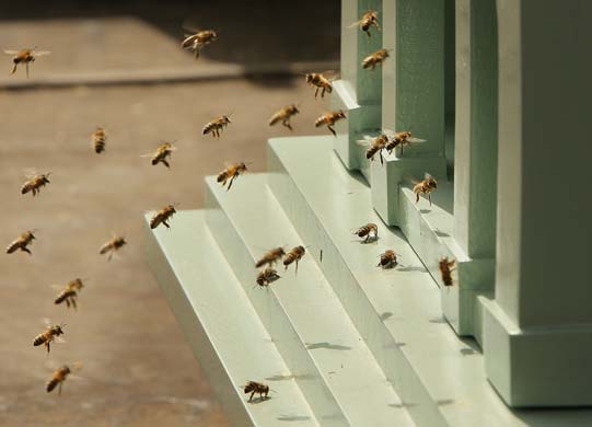 Bees swarm at a hive at Fortnum and Mason
