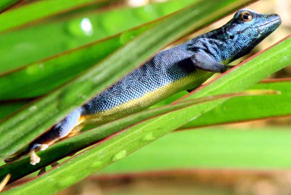 Turquoise gecko
