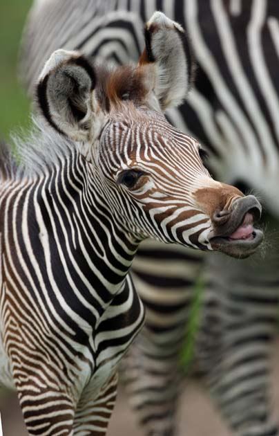 Zebra foals at Woburn