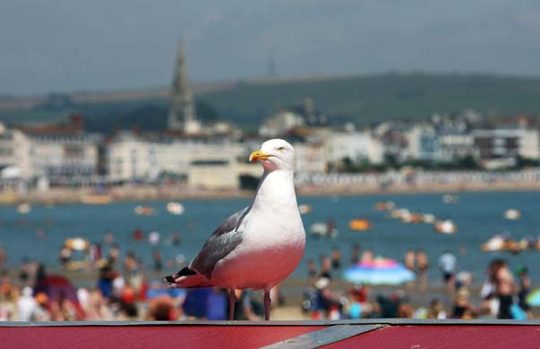 Seagull on Weymouth beach