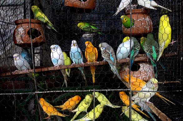 Wild birds at a market in Calcutta
