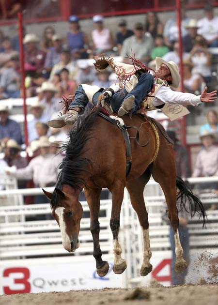 A bareback rider at the Cheyenne rodeo