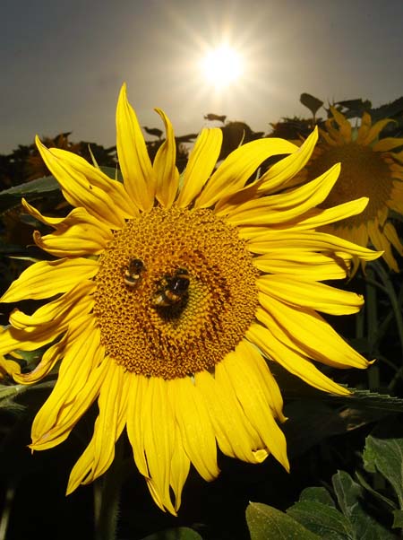 Bees on a sunflower