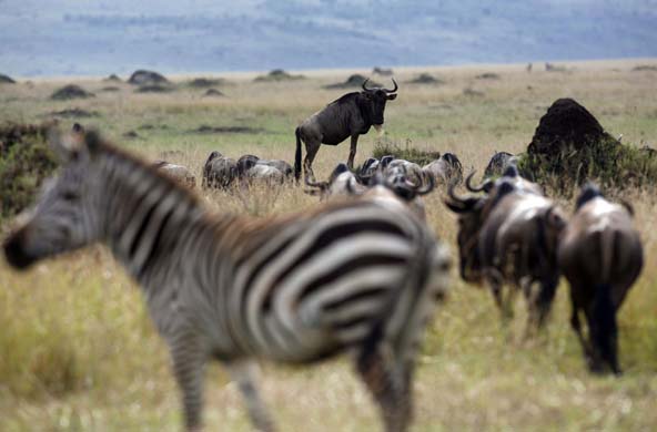 Wildebeest in the Masai Mara