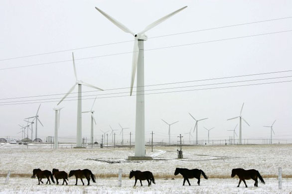 Chayouzhongqi, China: Wild horses walk in the Huitengxile wind power plant