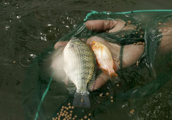 Khan Younis, Gaza Strip: A man works in a fish farm project