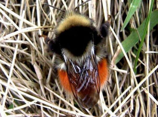 The rare Blaeberry bumblebee