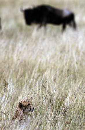 Kenya: A cheetah observes wildebeests during a migration in Masai Mara game reserve