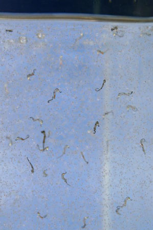 Portsmouth, UK: A collection of 120 seahorses (hippocampus hippocampus) which have been born at the Blue Reef Aquarium