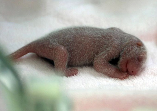 Chengdu, China: A newborn panda cub is pictured at the Research Base of Giant Panda Breeding